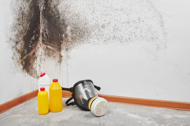 Best Basement Mold Remediation in Vander, NC