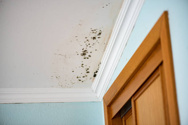 Best Insurance-Related Mold Remediation in Vander, NC