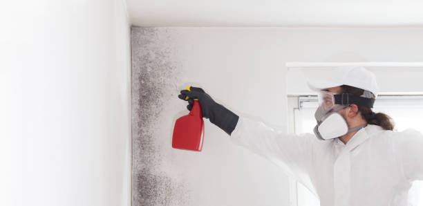 Best Insurance-Related Mold Remediation in Vander, NC