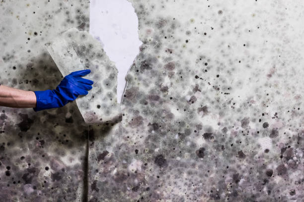 Best Kitchen Mold Remediation in Vander, NC