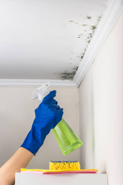 Best Residential Mold Remediation in Vander, NC